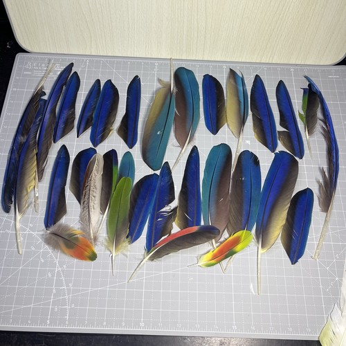 Blue macaw parrot wing and - blue,