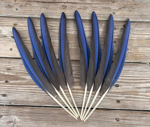 Blue black hybrid macaw - black,