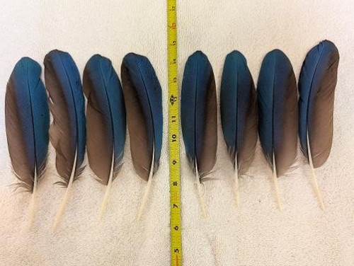 Blue wing feathers naturally - wing,