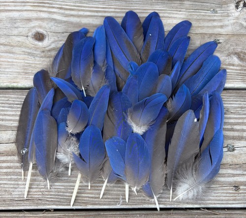 Blue black hybrid macaw - black,
